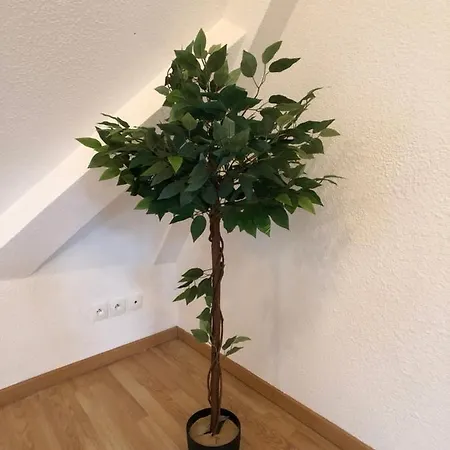 Le 6 - Le Chateau Du Haut-koenigsbourg Sélestat